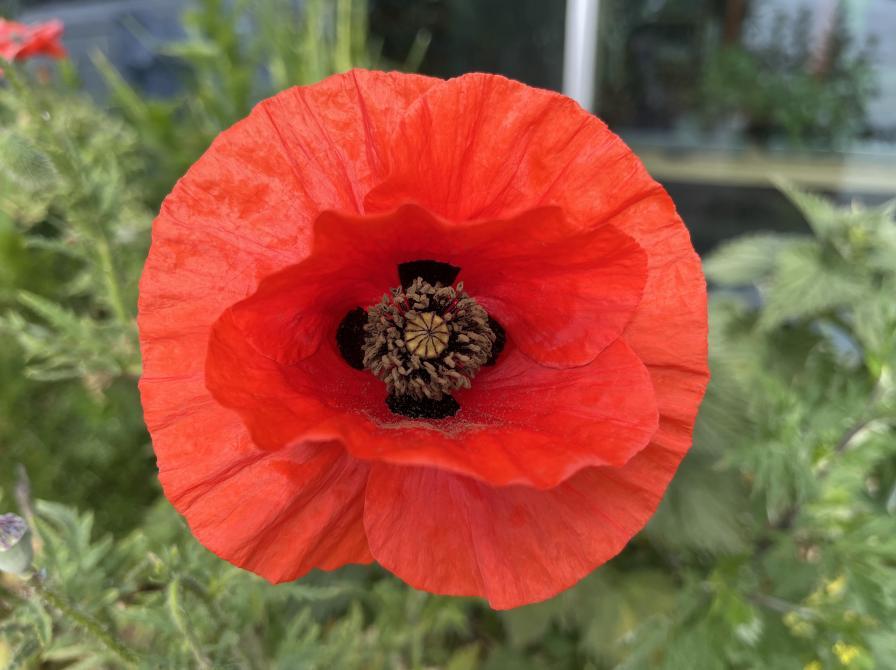 Planteværksted, Dokk1's planter ude