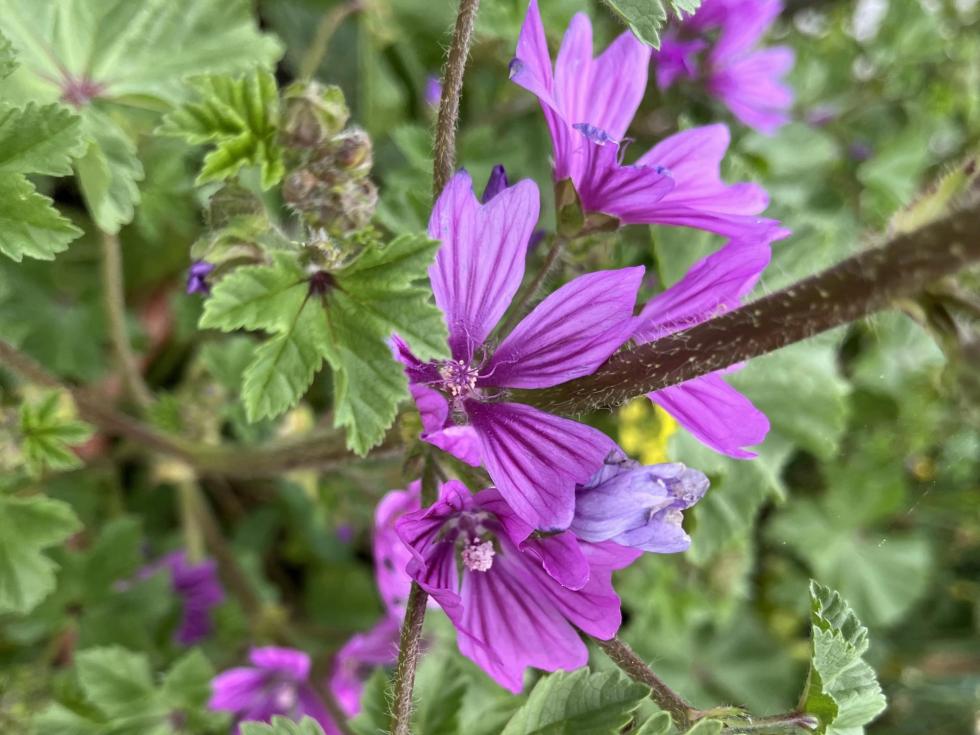 Planteværksted, i haverne