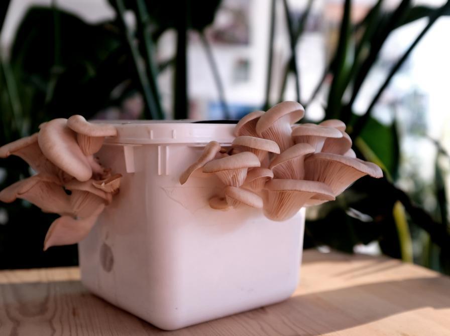 Dyrk dine egne svampe i byen