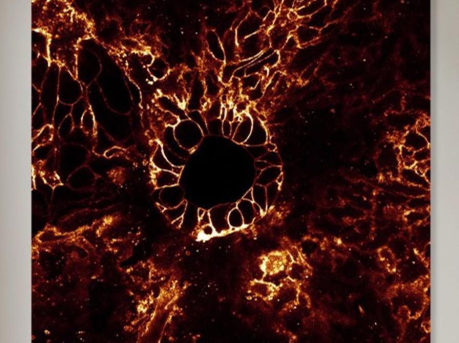 Når kunst møder forskning