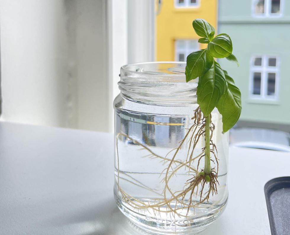 Udstilling & værksted: Kofoeds Skole hacker maden