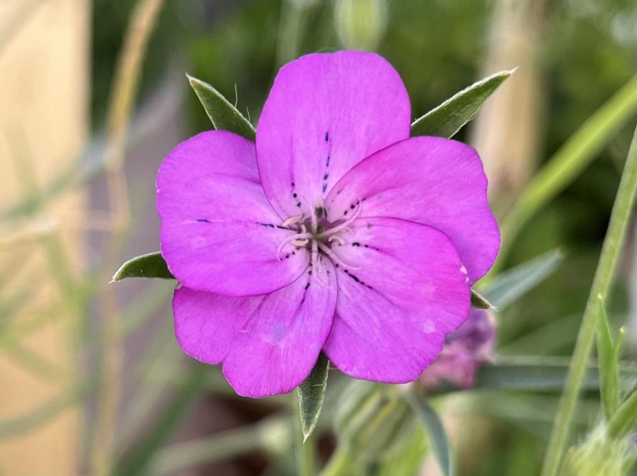 Planteværksted, Dokk1's planter ude