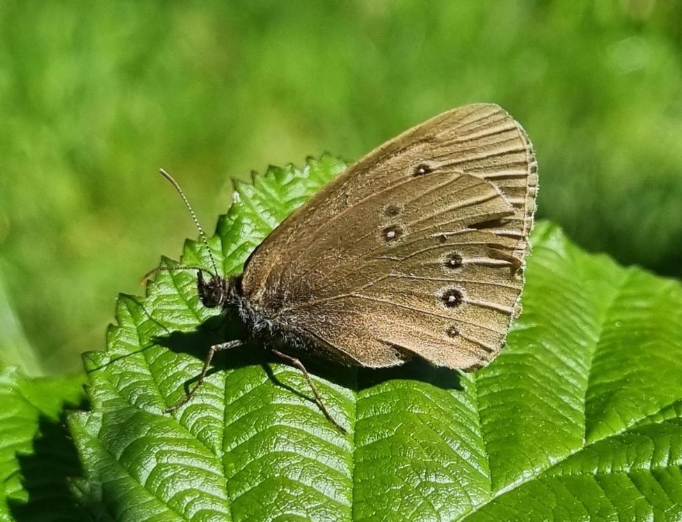 Aarhus deler naturen – fotoudstilling