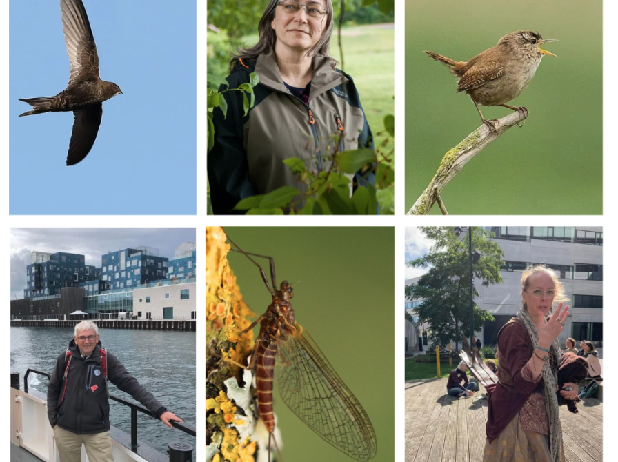 Vilde Vingede Væsner