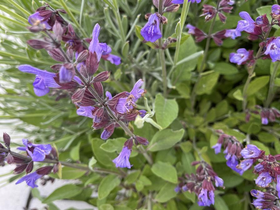 Planteværksted, Dokk1's planter ude