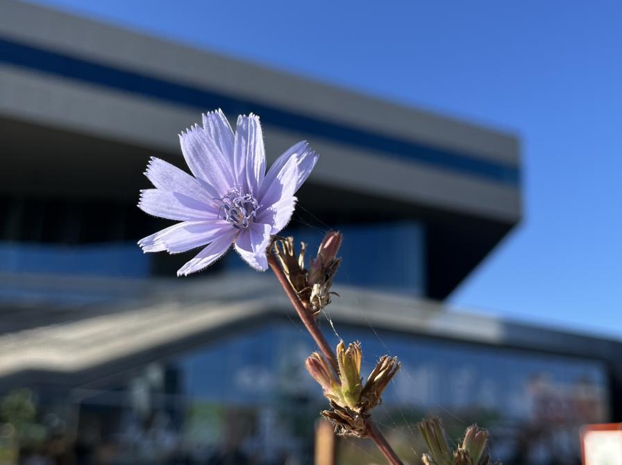 Planteværksted, Dokk1's planter ude