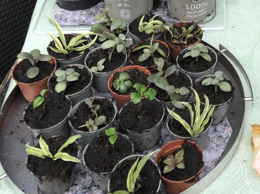 Planteværksted, potteplanter af stiklinger