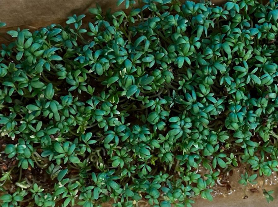 Planteværksted, karse og mikrogrønt