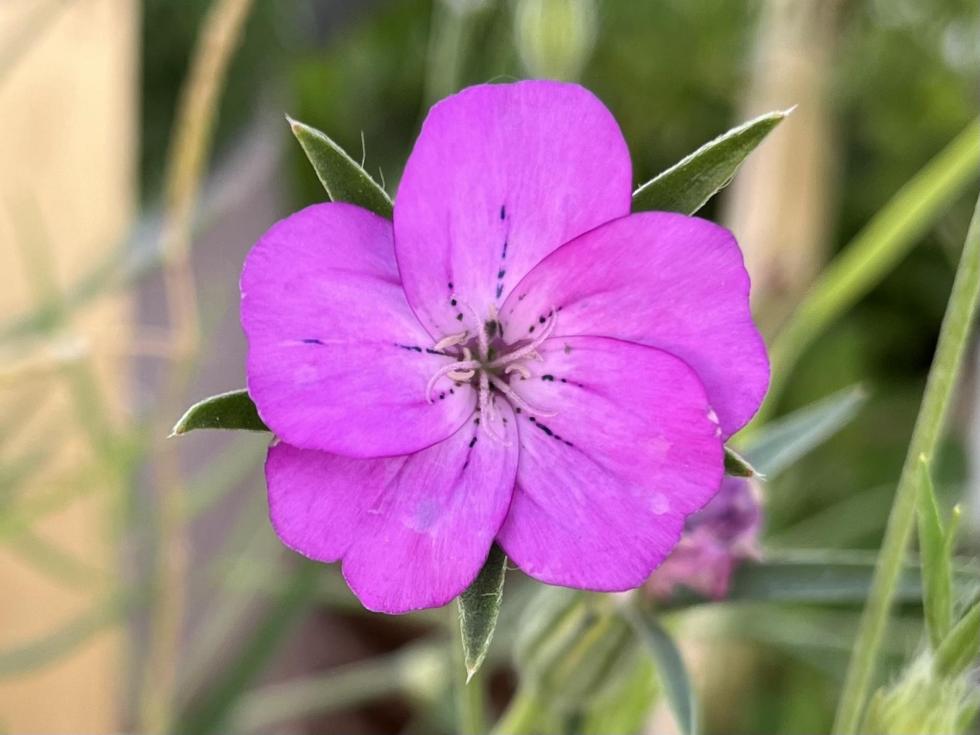 Planteværksted, i haverne