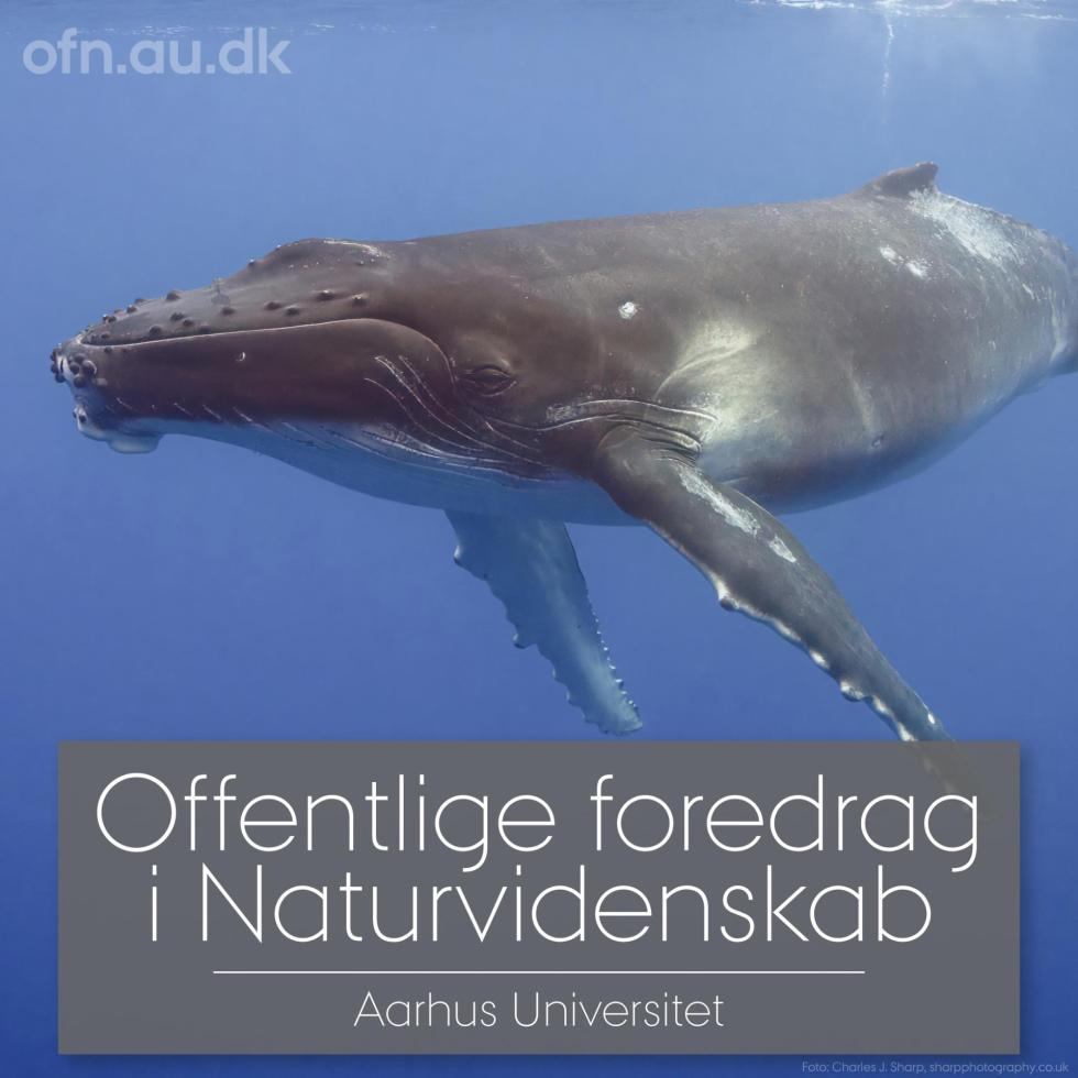 Havets kæmper