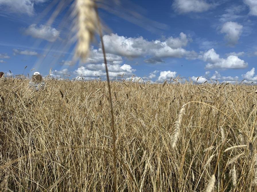 Korn - kend og kværn