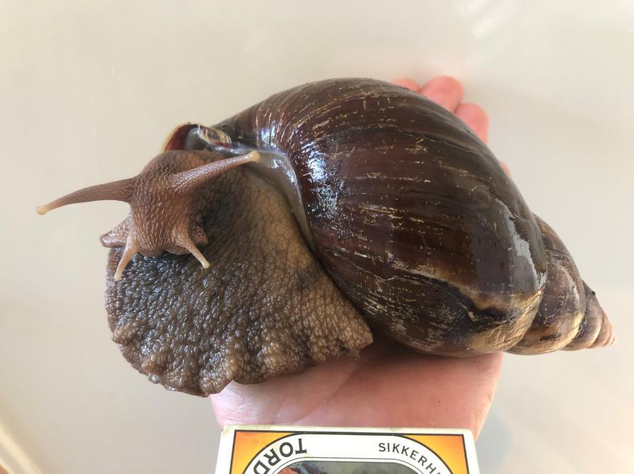 Planteværksted - tegn en snegl