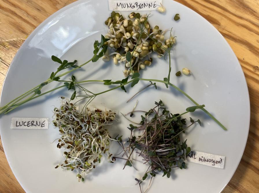 Planteværksted, bønnespirer