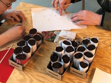 Planteværksted, forspiring og spiretest