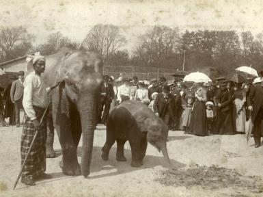 Menneskeudstillinger, racelære og stjålne kranier - mød Jesper Wung-Sung