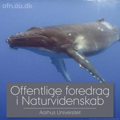 Havets kæmper