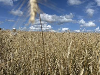 Korn - kend og kværn